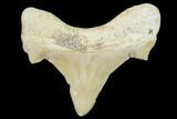 Pathological Shark (Otodus) Tooth - Morocco #108267-1